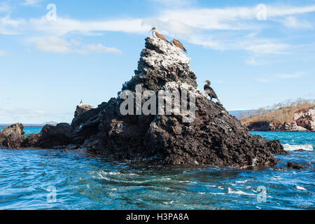 Le Galapagos Blu-footed Booby (Sula nebouxii excisa), Elisabeth Bay, Isabela Island, Galapagos, Ecuador Foto Stock