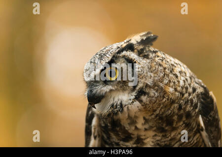Grande Gufo cornuto / Tiger Owl / Virginia-Uhu ( Bubo virginianus ), colpo alla testa, vista laterale, bello sfondo e colori. Foto Stock