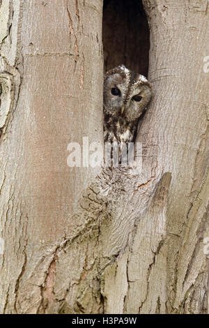 Allocco / Waldkauz (Strix aluco) guardando fuori della sua struttura naturale di cava, lato di allevamento, la fauna selvatica, Germania. Foto Stock