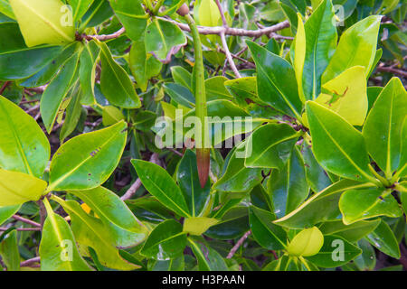 Mangrovia rossa (Rhizophora mangle), Genovesa Island, Galapagos, Ecuador Foto Stock