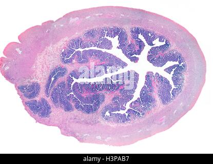 Tubo di Falloppio. Micrografia di luce (LM) di una sezione attraverso un tubo di falloppio, o ovidotto. Le tube di falloppio collegare le ovaie in utero. Il lume è visto centralmente, rivestita con una mucosa (viola) che contiene ciliate epitelio colonnare e delle cellule di secrezione. Nei dintorni di questo è un strato vascolare con capillari e uno strato di muscolo liscio (rosa).Ingrandimento: x4 quando stampata a 10 cm di larghezza. Foto Stock