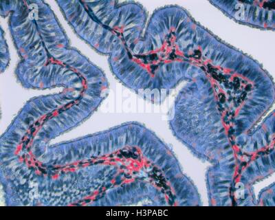 Tubo di Falloppio. Micrografia di luce (LM).tube di Falloppio, o ovidotto, convoglia l'uovo da ovaie in utero. Ciliate epitelio colonnare è blu, il tessuto connettivo è rosso e i vasi sanguigni sono di colore nero. Ingrandimento: x120 quando stampata a 10 cm di larghezza. Foto Stock