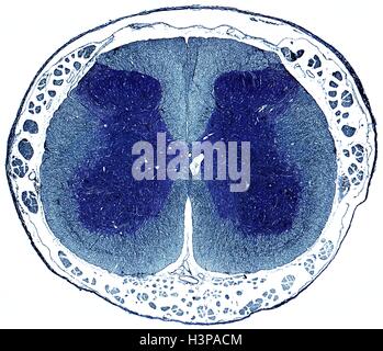 Il midollo spinale. Micrografia di luce (LM) di una sezione trasversale attraverso il midollo spinale umano nella regione lombare. Il midollo spinale Foto Stock