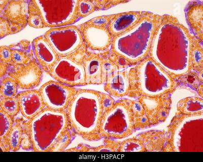 La ghiandola tiroidea. Micrografia di luce (LM) di una ghiandola tiroidea che mostra i follicoli. I follicoli sono rivestiti da uno strato unico di Foto Stock