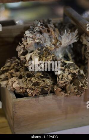 Funghi maitake (Grifola frondosa), vicino. Foto Stock