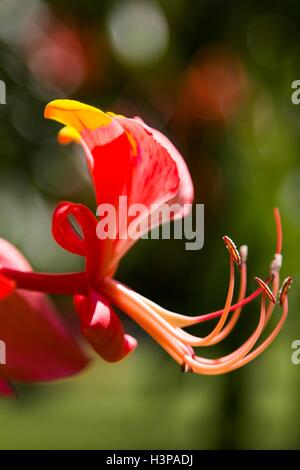 Fiori esotici, vicino. Foto Stock