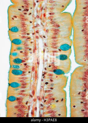 Il piccolo intestino. Micrografia di luce (LM) di una sezione attraverso le dita (villi) del duodeno, la parte più alta del piccolo intestino. Questi aumentano la superficie di assorbimento del cibo. Nell'epitelio colonnare della superficie esterna (blu) sono cellule caliciformi (rosso), che secernono muco per lubrificare il cibo e prevenire l'auto-digestione. La lamina propria (nucleo centrale, blu) contiene il rifornimento di sangue che trasporta i prodotti della digestione. Ingrandimento: x500 quando stampata a 10 cm di larghezza. Foto Stock