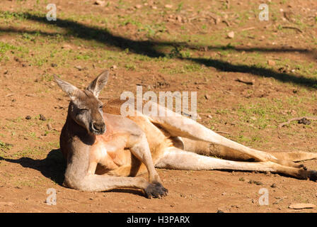 Grande maschio di canguro posa a terra in zoo al sole Foto Stock