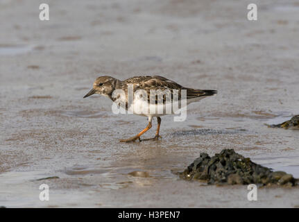 Voltapietre, Arenaria interpres, capretti sulla spiaggia in riva al mare, la Knott fine sul mare, Lancashire, Inghilterra, Regno Unito Foto Stock