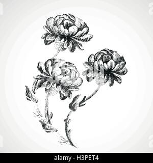 Disegnata a mano mazzo di tre fiori di peonie, vintage sfondo isolato illustrazione vettoriale disegno realistico Illustrazione Vettoriale