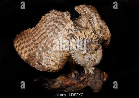 Grande gufo marrone su sfondo nero Foto Stock