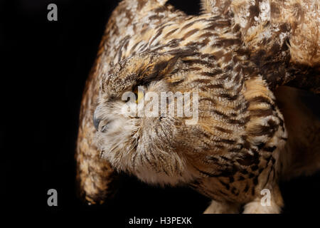 Grande gufo marrone su sfondo nero Foto Stock