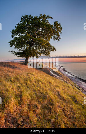 Albero solitario dalla costa all'alba. Osterlen, Skane / Scania. La Svezia. La Scandinavia. Foto Stock