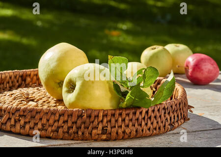 Vassoio di vimini con appena raccolto le mele su un tavolo di legno. Foto Stock