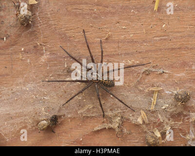Casa comune Spider (Eratigena Atrica formalmente Tegenaria gigantea )
