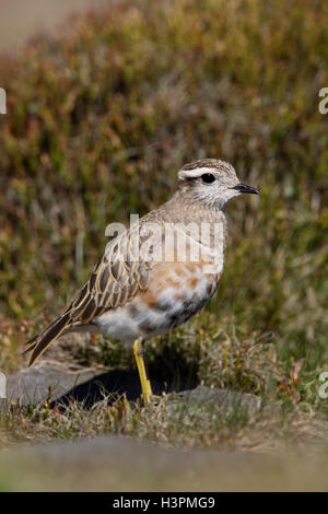 Piviere Tortolino Charadrius morinellus maschio Foto Stock