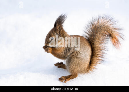 Scoiattolo rosso con una coda folta siede sulla neve e rode un dado Foto Stock