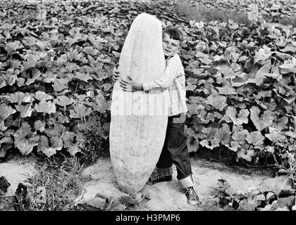 Negli anni quaranta anni cinquanta FARM BOY IN PIEDI IN ORTO guardando la fotocamera alle prese tenendo premuto UP GIANT SQUASH Foto Stock