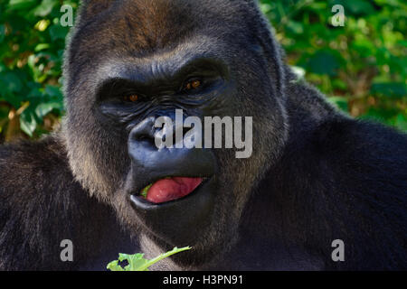 Silverback maschio Western pianura gorilla di mangiare lattuga close-up Foto Stock