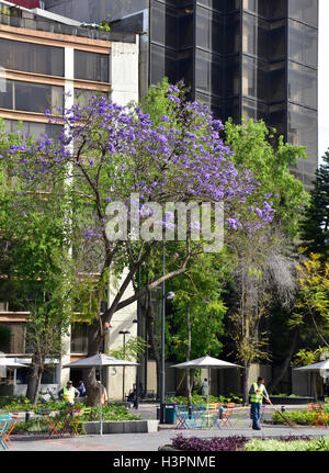 Alberi di jacaranda in Città del Messico. (Jacaranda mimosifolia) Foto Stock