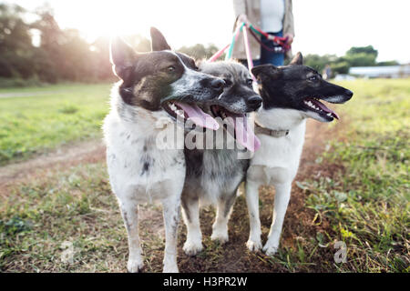 Irriconoscibile la donna incinta con cani nel verde natura soleggiato Foto Stock