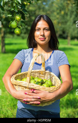 Donna europea holding cesto in vimini riempito con il verde delle pere in Orchard Foto Stock