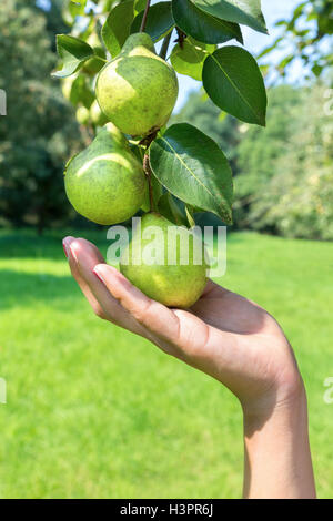 Mano femminile che mostra il ramo verde con le pere di Orchard Foto Stock