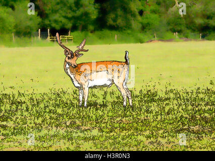 Cervi selvatici New Forest Hampshire Inghilterra Inglese Regno Unito paese di scena illustrazione come effetto fumetto Foto Stock