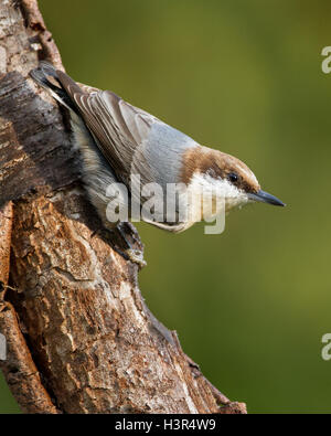 Un marrone con testa di picchio muratore pausa su un tronco di albero. Foto Stock