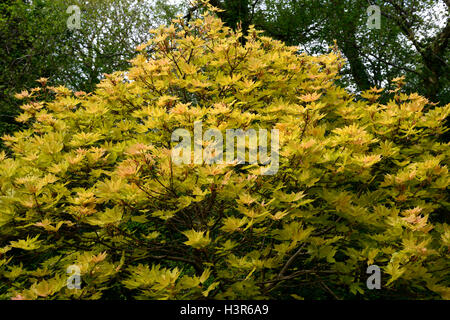 acer pseudoplatanus brilliantissimum pink sycamore acers tree trees spring foliage leaves attractive colour color RM Floral Foto Stock