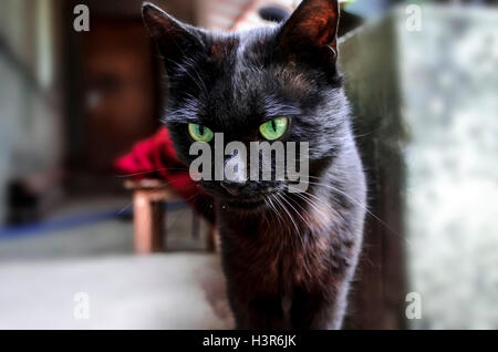 Giovane black cat verde con occhi espressivi in cortile Foto Stock