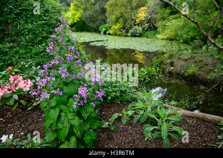 Hesperis matronalis dame's Rocket damasco viola dame della molla gilliflower fioritura Altamont Gardens carlow floreale RM Foto Stock