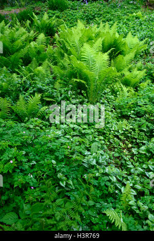 Matteuccia struthiopteris felce struzzo fiddlehead ferns Felce penna di bacche rosse in legno tinta di bosco ombroso giardino ombreggiato Foto Stock