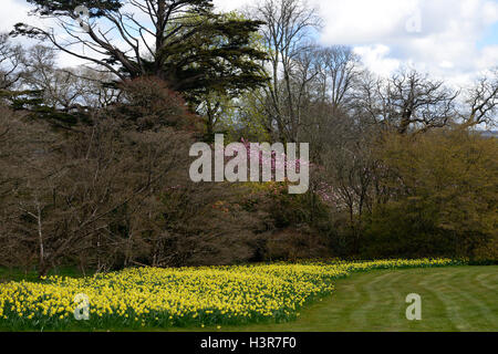 Display a molla narcisi albero di magnolia alberi fiore fiori fioritura Mount Giardini Congreve Waterford Irlanda floreale RM Foto Stock