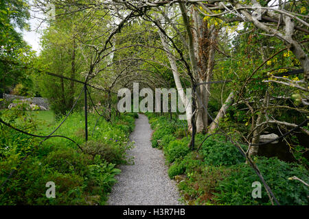 Wire frame tunnel pergola inizio primavera quadro di glicine nuova crescita Altamont Gardens Carlow floreale RM Foto Stock