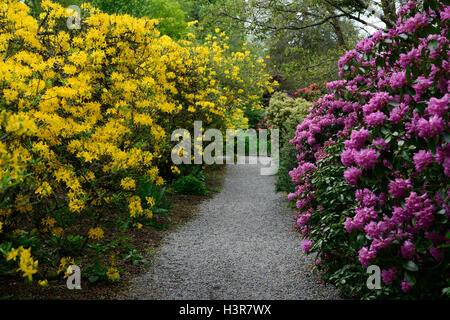 Rhododendron rosa gialla alberi ad albero arbusti fiori arbusto a fioritura Altamont Gardens Carlow floreale RM Foto Stock