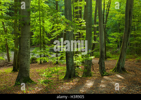 In autunno la mattina in foresta, Gdynia, Polonia. Foto Stock