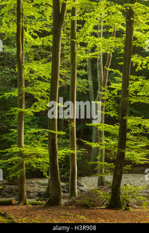 In autunno la mattina in foresta, Gdynia, Polonia. Foto Stock