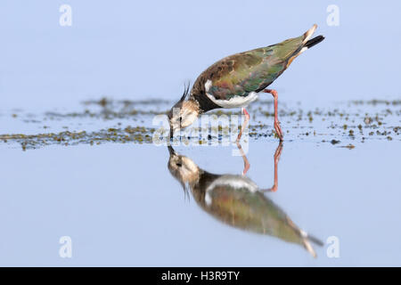 Riflesso Pavoncella (Vanellus vanellus) alimentazione al lago Manych. Kalmykia, Russia Foto Stock