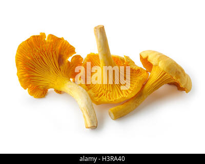 Raccolti freschi selvatici chanterelle organico o girolle funghi (Cantharellus cibarius) Foto Stock