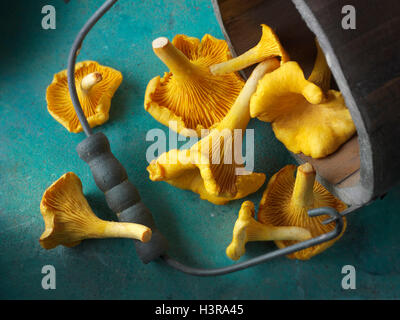 Raccolti freschi selvatici chanterelle organico o girolle funghi (Cantharellus cibarius) Foto Stock