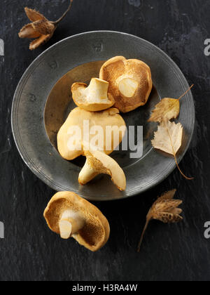 Freschi raccolti organici wiild farina di semola rimacinata (hydnum repandum) o funghi hedgehog Foto Stock