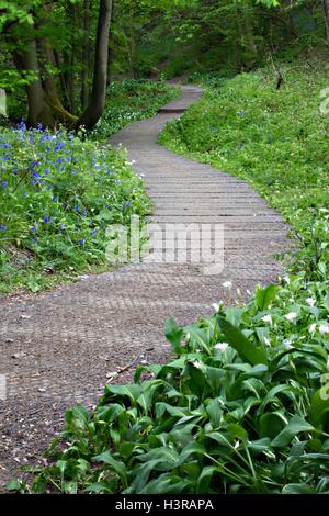 Il Boardwalk sentiero si snoda e bluebells ramsons sulle rive del fiume Nidd. Foto Stock