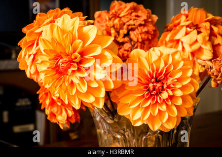 Vaso di dahlia fiori recisi (David Howard) nel mese di ottobre Foto Stock