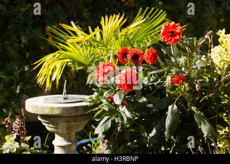 Dahlia Ellen Houston in crescita in un piccolo patio giardino con Meridiana Foto Stock