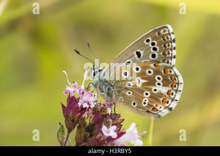 Adone maschio Blue Butterfly (Polyommatus / Lysandra bellargus) su maggiorana Foto Stock