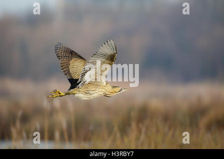 Rappresentazione di grande Botaurus stellaris battenti in background reedbed - composite Foto Stock