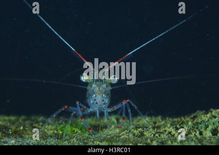 Comuni (vetro) gamberetti di fronte alla fotocamera Foto Stock