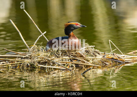 Svasso della Slavonia (Podiceps auritus) adulto seduto sul nido su acqua, Finlandia, Europa Foto Stock