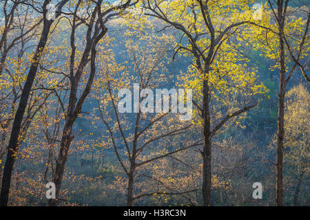 Devil's Den parco statale, Arkansas: sole di mattina nella primavera alle foreste di latifoglie di Lee Creek Valley. Ozarks. Foto Stock